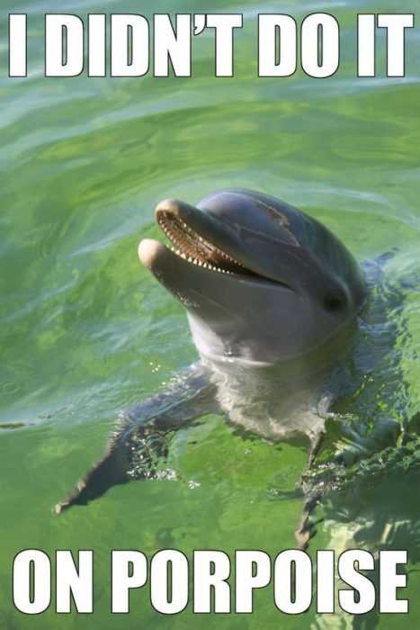Animal Dolphin