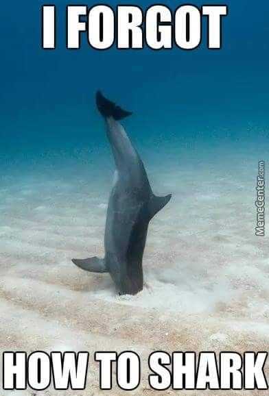 Animal Forgot Shark