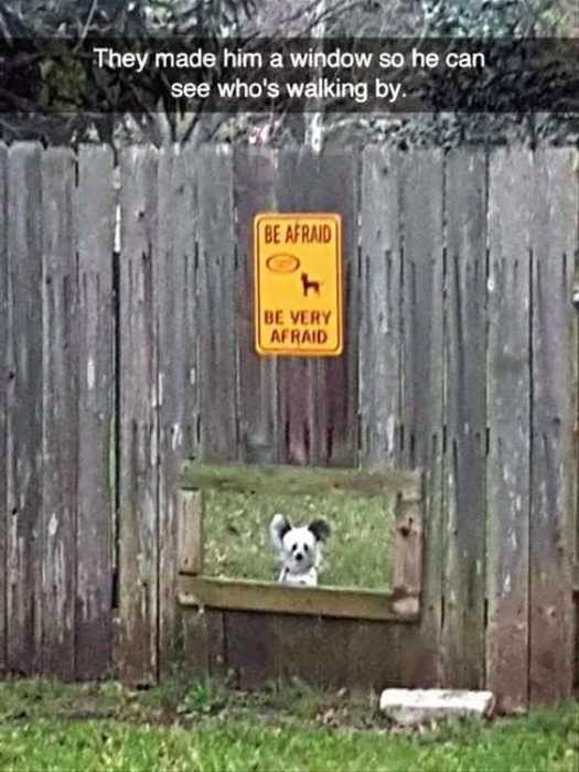 36 Hilarious and Silly Animal Memes | funny afraid walking 36 Hilarious and Silly Animal Memes