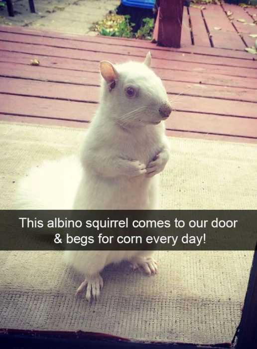Funny Albino Begs