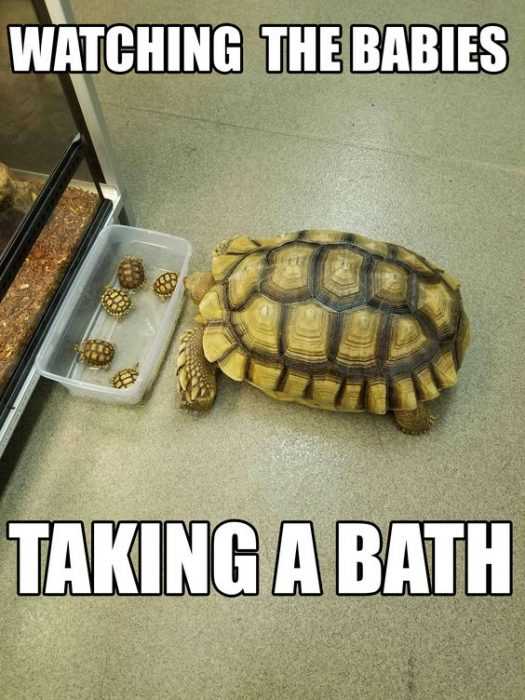 36 Hilarious and Silly Animal Memes | funny babies turtles 36 Hilarious and Silly Animal Memes