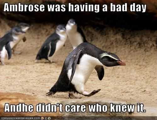 Funny Bad Day Penguin