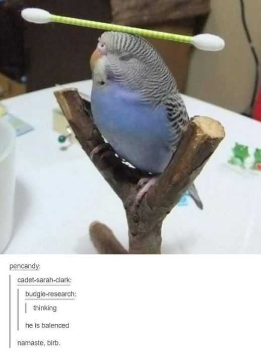 36 Hilarious and Silly Animal Memes | funny balanced birb 36 Hilarious and Silly Animal Memes