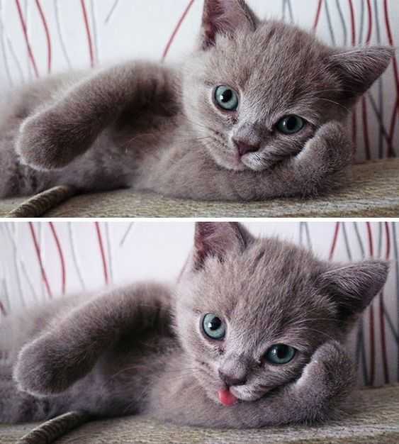 Funny Blep