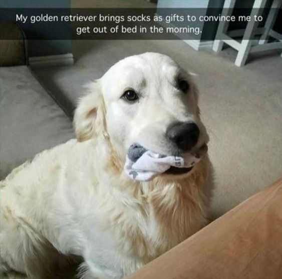 Funny Brings Socks