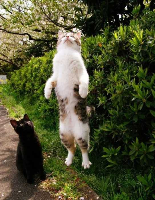 36 Hilarious and Silly Animal Memes | funny broke cat 36 Hilarious and Silly Animal Memes