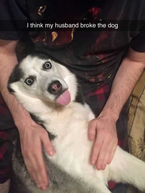36 Hilarious and Silly Animal Memes | funny broke my dog 36 Hilarious and Silly Animal Memes
