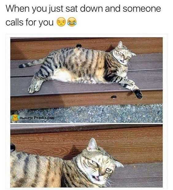 36 Hilarious and Silly Animal Memes | funny calls for you 36 Hilarious and Silly Animal Memes