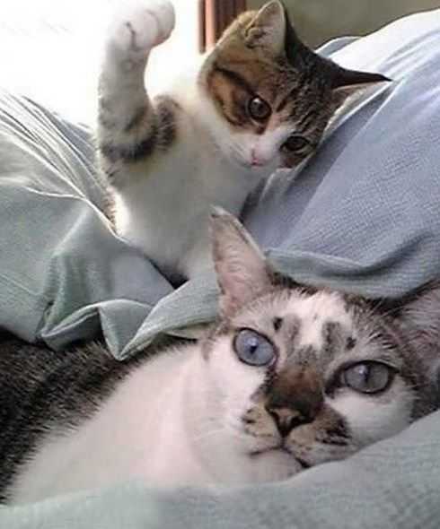 36 Hilarious and Silly Animal Memes | funny cat hit 36 Hilarious and Silly Animal Memes
