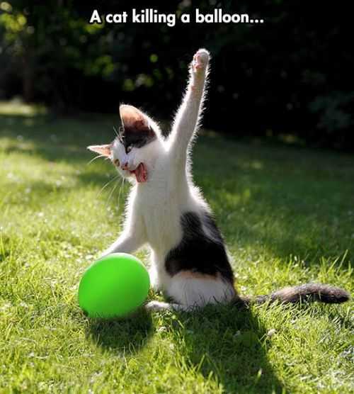 Funny Cat Killing Balloon