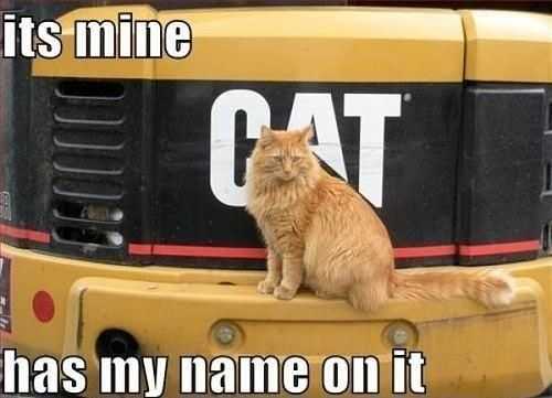 36 Hilarious and Silly Animal Memes | funny cat name on it 36 Hilarious and Silly Animal Memes