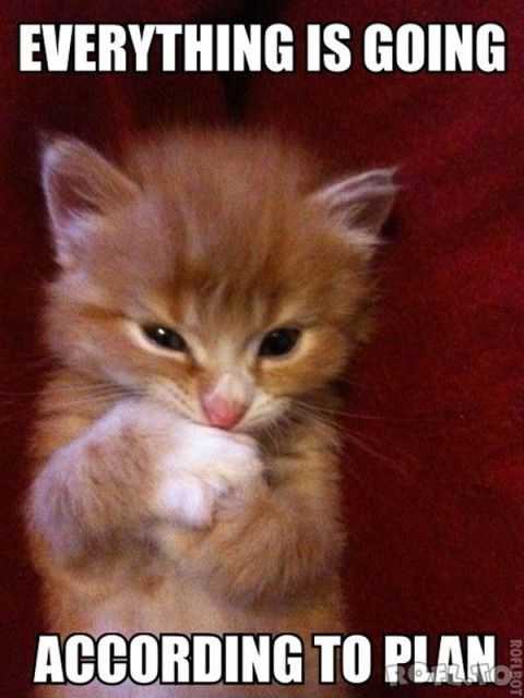 36 Hilarious and Silly Animal Memes | funny cat purrfect 36 Hilarious and Silly Animal Memes