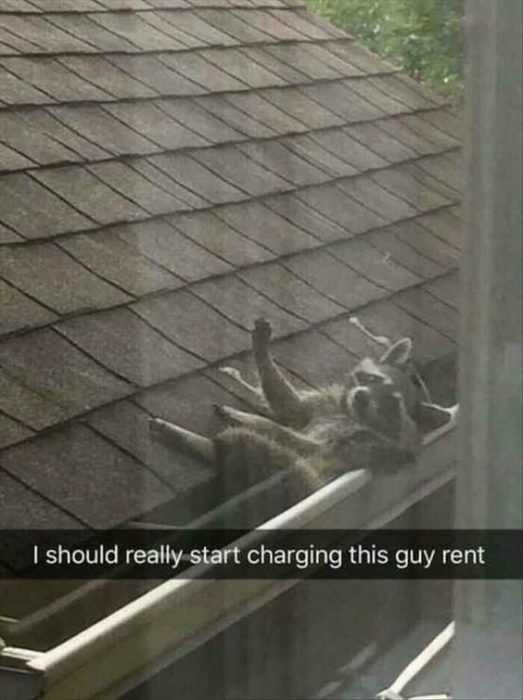 Funny Charging Animal