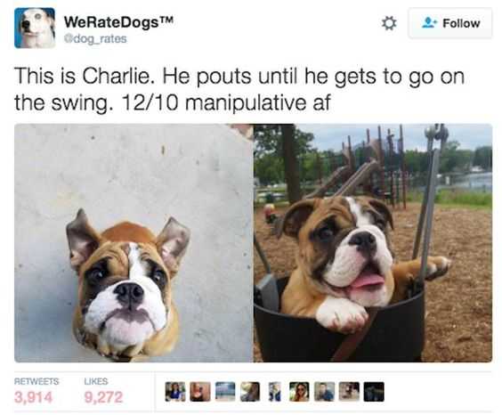 36 Hilarious and Silly Animal Memes | funny charlie pouts 36 Hilarious and Silly Animal Memes