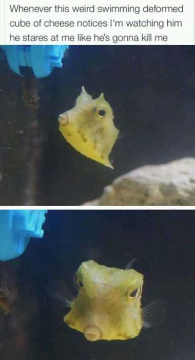 Funny Cheese Cube