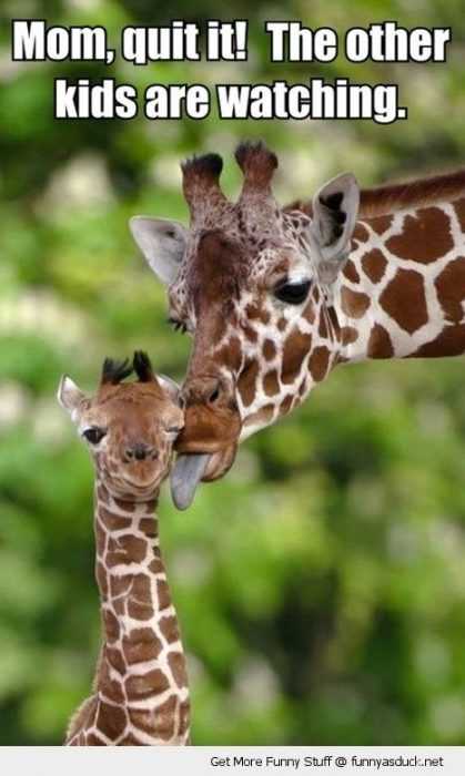 36 Hilarious and Silly Animal Memes | funny cheeseburger watching 36 Hilarious and Silly Animal Memes