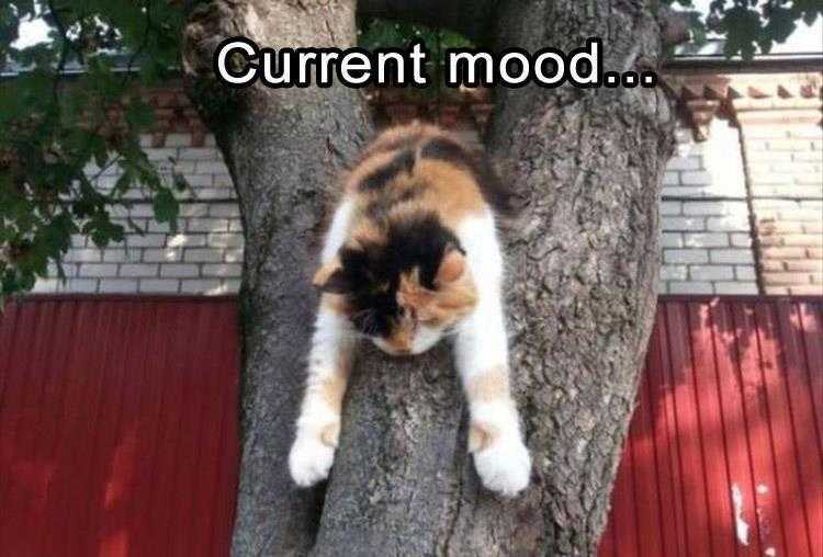 Funny Current Mood