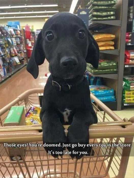 36 Hilarious and Silly Animal Memes | funny dog cart 36 Hilarious and Silly Animal Memes