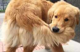 Funny Dog Intelligent