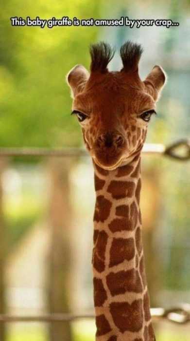 36 Hilarious and Silly Animal Memes | funny giraffe amused 36 Hilarious and Silly Animal Memes