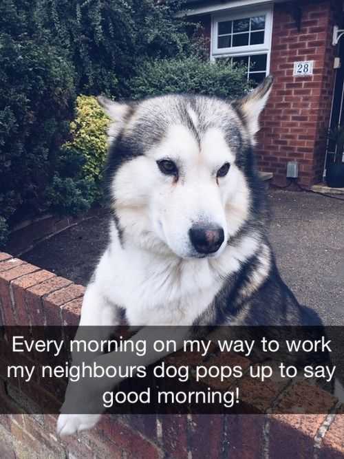 Funny Good Morning