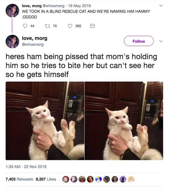 Funny Hampbites