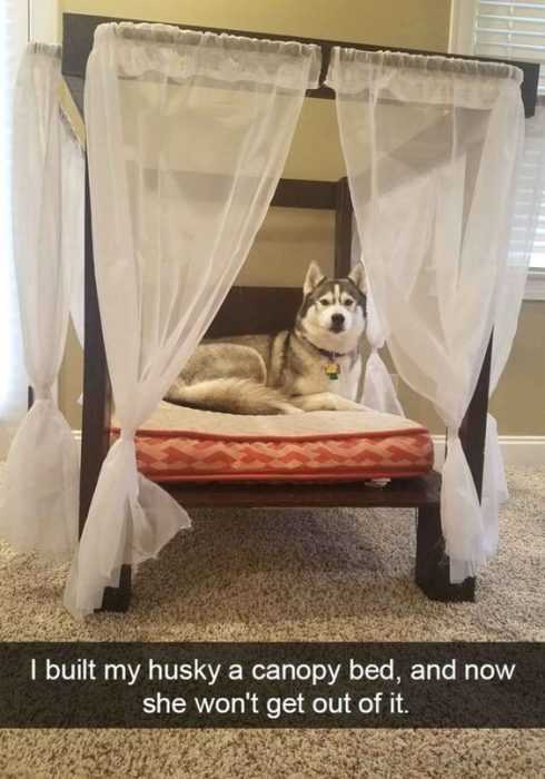 36 Hilarious and Silly Animal Memes | funny husky dog 36 Hilarious and Silly Animal Memes