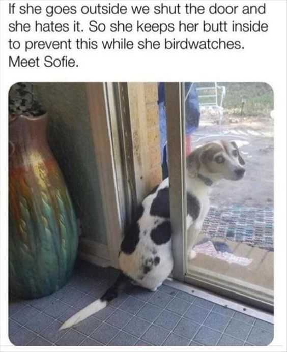 36 Hilarious and Silly Animal Memes | funny if she goesoutside 36 Hilarious and Silly Animal Memes