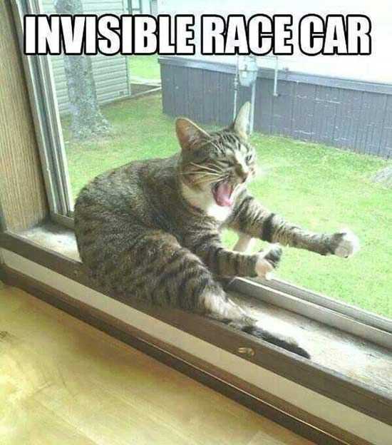 36 Hilarious and Silly Animal Memes | funny invisible car 36 Hilarious and Silly Animal Memes