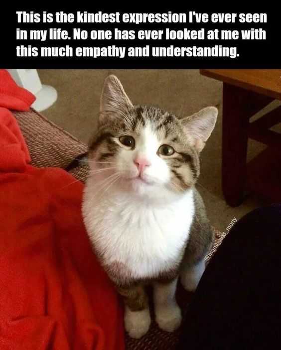 Funny Kindest Face