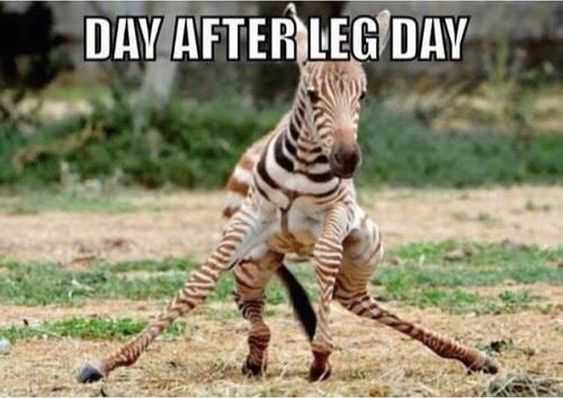 36 Hilarious and Silly Animal Memes | funny leg day 36 Hilarious and Silly Animal Memes