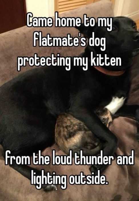 Funny Lightning Protect