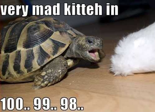 36 Hilarious and Silly Animal Memes | funny mad cat turtle 36 Hilarious and Silly Animal Memes