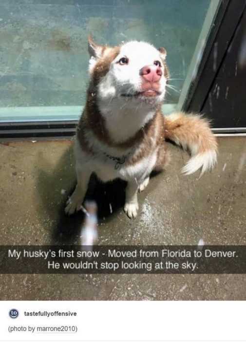 Funny Moved Snow
