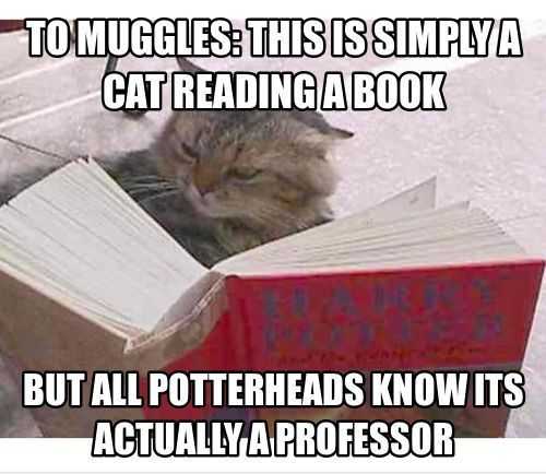 36 Hilarious and Silly Animal Memes | funny muggles book 36 Hilarious and Silly Animal Memes