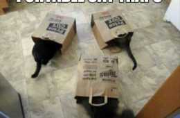 Funny Portable Cat Traps
