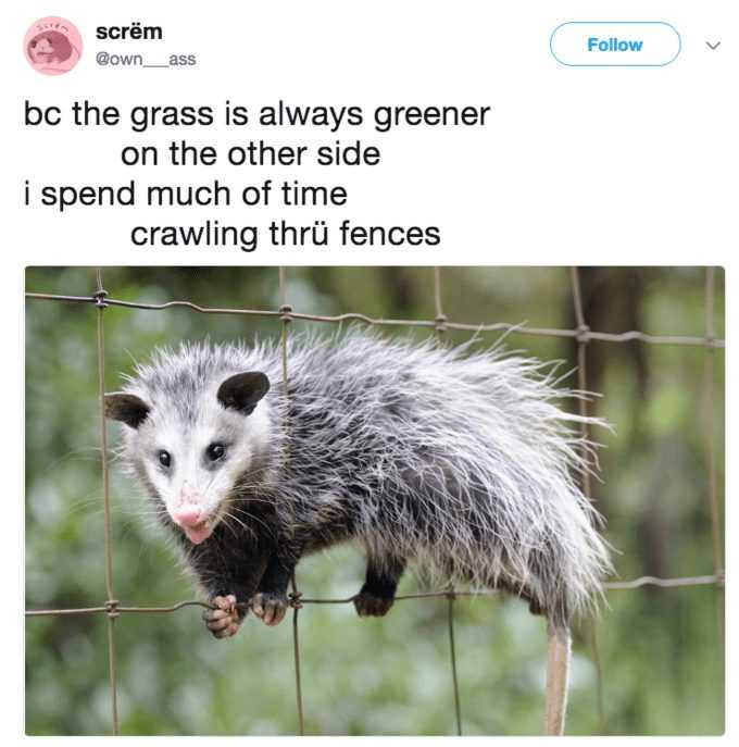 Funny Possum Fences