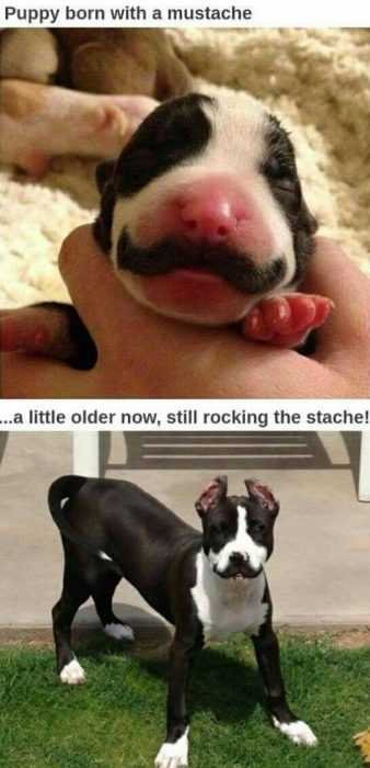 36 Hilarious and Silly Animal Memes | funny puppy born 36 Hilarious and Silly Animal Memes