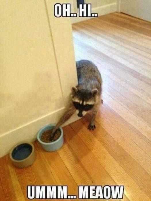 36 Hilarious and Silly Animal Memes | funny racoon meow 36 Hilarious and Silly Animal Memes