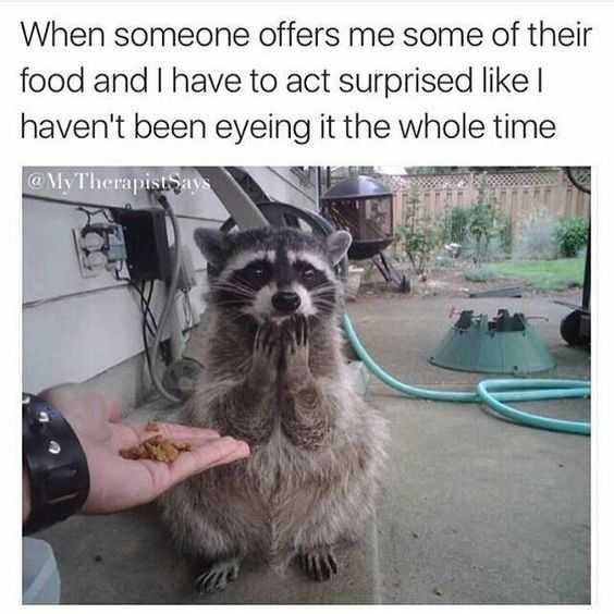 36 Hilarious and Silly Animal Memes | funny racooon food 36 Hilarious and Silly Animal Memes