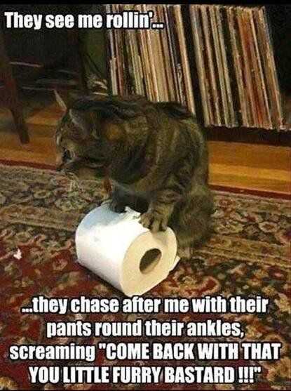 Funny Rolling Aper