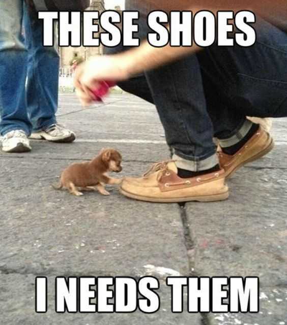 36 Hilarious and Silly Animal Memes | funny shoes need them 36 Hilarious and Silly Animal Memes