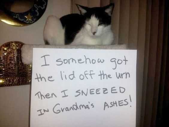 36 Hilarious and Silly Animal Memes | funny sneeze grandma ashes 36 Hilarious and Silly Animal Memes