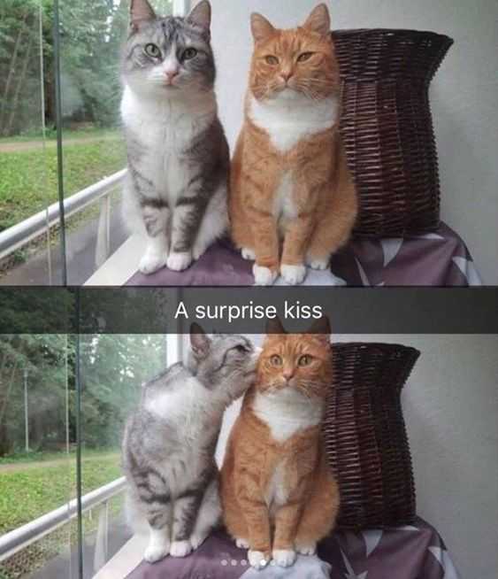 Funny Surprise Kiss