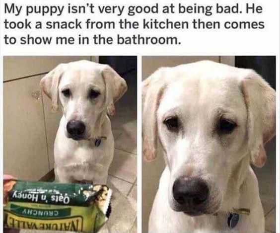 Funny Took Snack