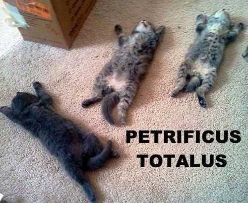 36 Hilarious and Silly Animal Memes | funny totalus 36 Hilarious and Silly Animal Memes