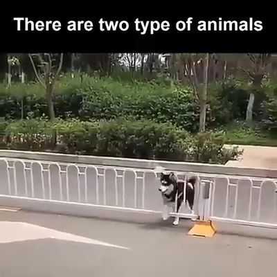 Funny Two Types