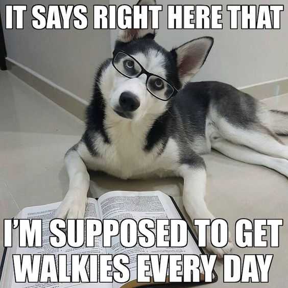 Funny Walkies
