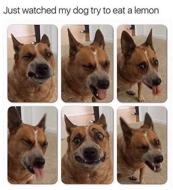 36 Hilarious and Silly Animal Memes | funny watch lemon 36 Hilarious and Silly Animal Memes