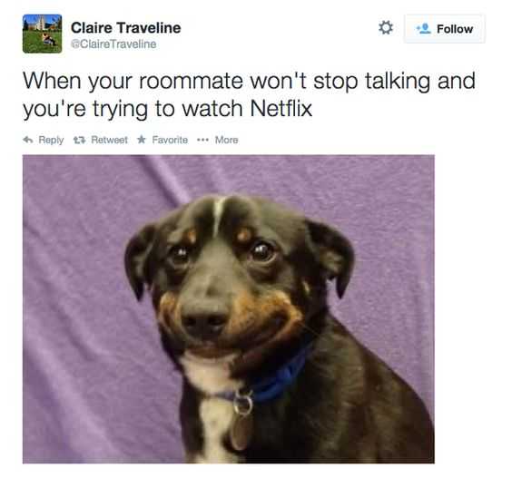 36 Hilarious and Silly Animal Memes | funny watch netfli 36 Hilarious and Silly Animal Memes